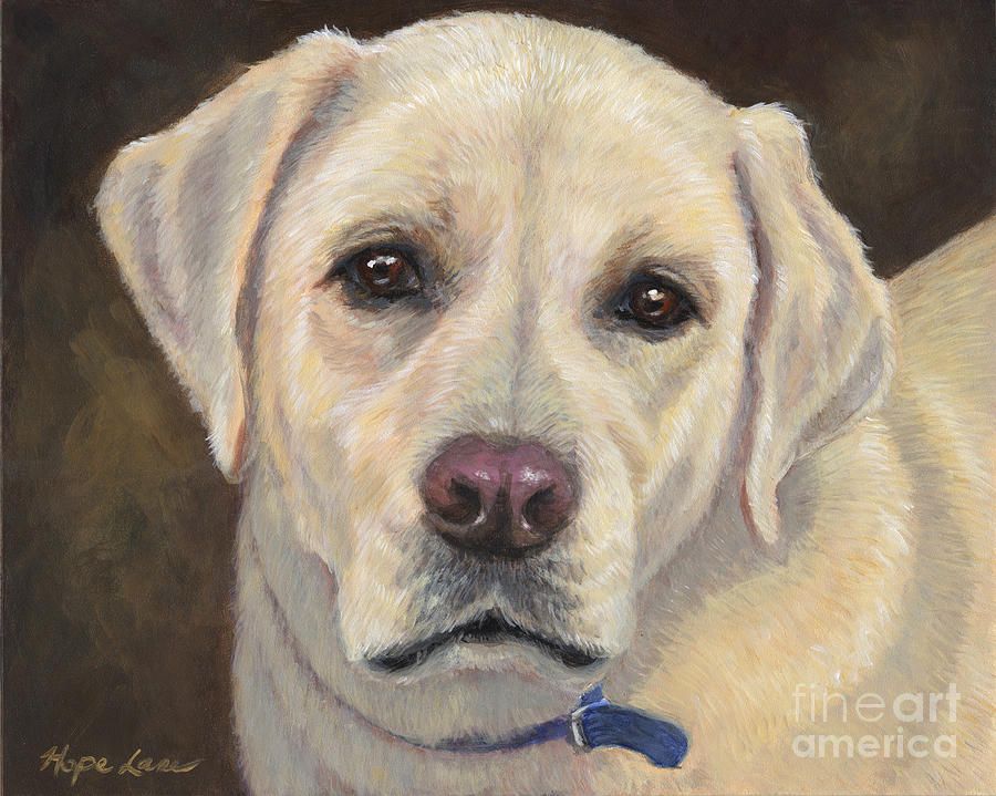 900x719 Yellow Labrador Retriever Hope Lane.jpg Photography - Labrador Retriever Painting