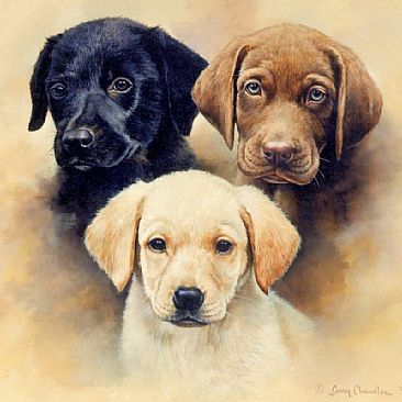 366x366 Black, Yellow, And Chocolate Lab Puppy Head Studies - Labrador Retriever Painting