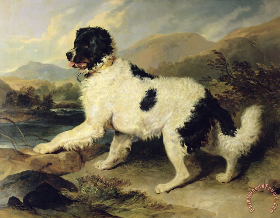 960x749 Sir Edwin Landseer Newfoundland Dog Called Lion Painting - Landseer Painting