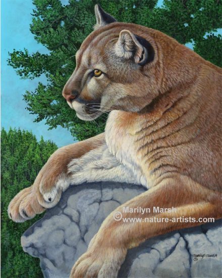 440x550 Paintings Of Large Cats Tiger And Cougar - Large Cat Painting