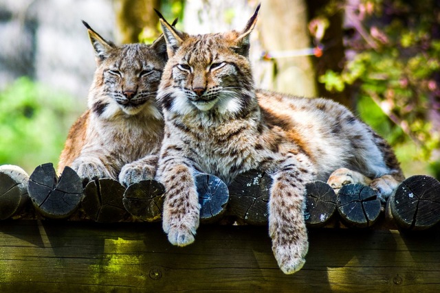 640x427 Lynx Predator Large Cat Wild Animal Kc968 Living Room Home Wall - Large Cat Painting