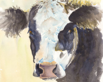 340x270 Black Angus Watercolor Painting Print Cattle Art Print White - Large Cow Painting