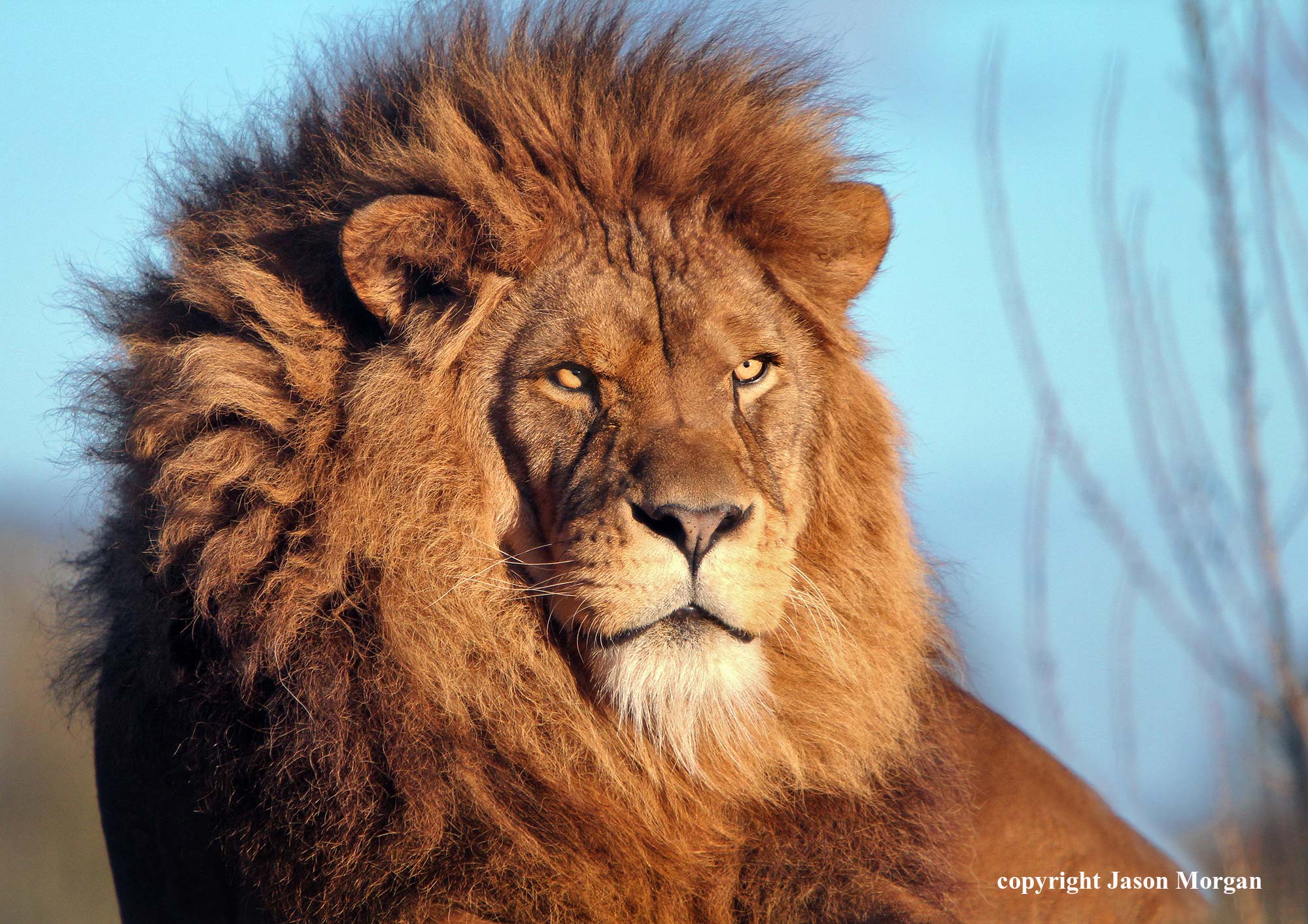 2000x1414 How To Paint A Lion Video - Large Lion Painting