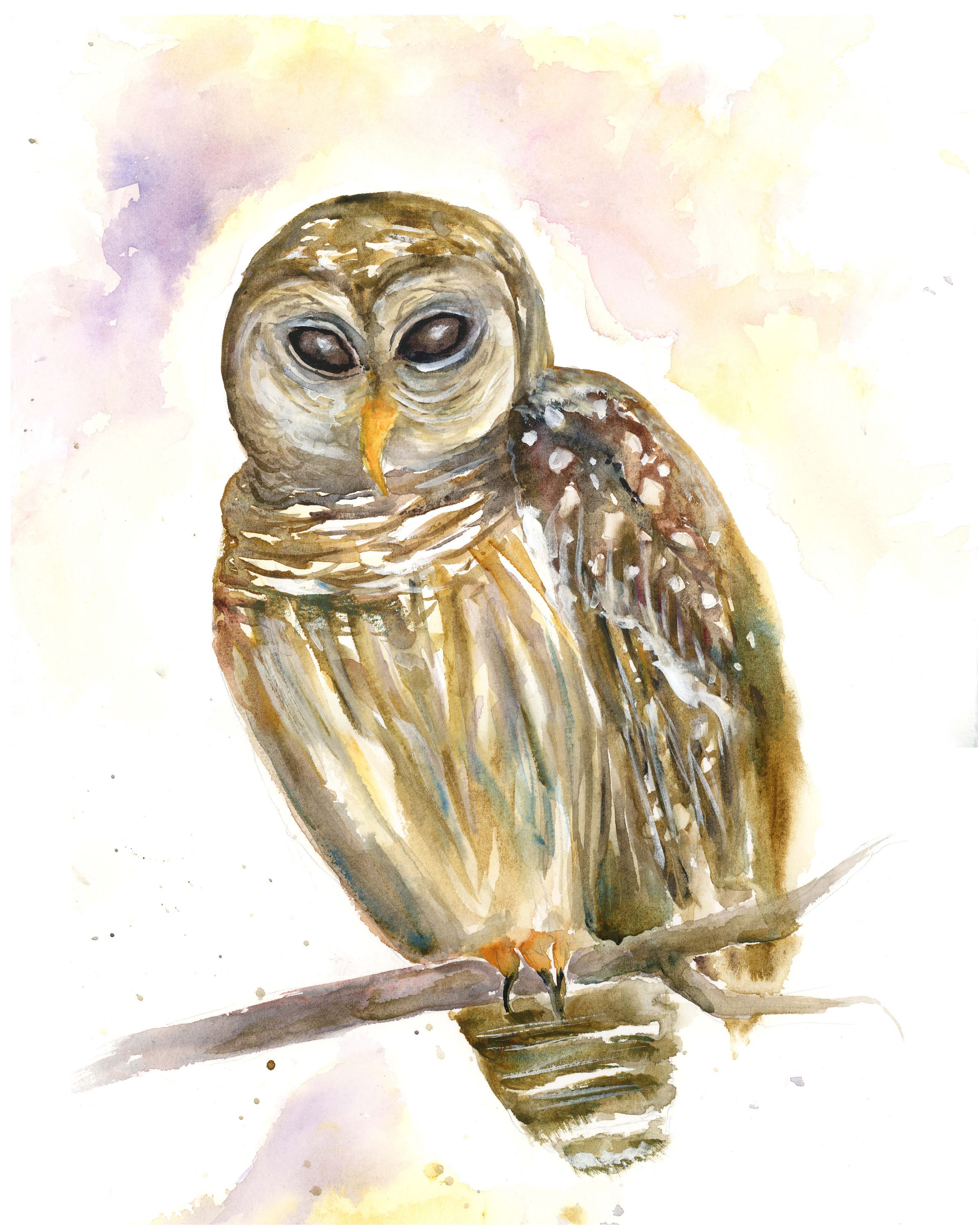2381x3000 Original Barrd Owl Watercolor - Large Owl Painting