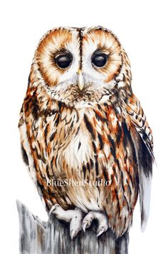 236x356 Owl Art Print - Large Owl Painting