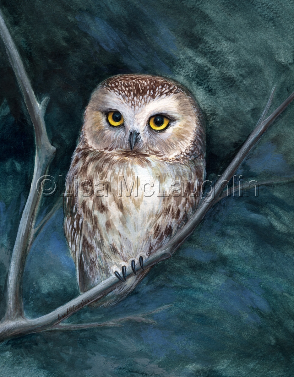 936x1200 Painting Saw Whet Owl (Original Art By Lisa Mclaughlin) - Large Owl Painting