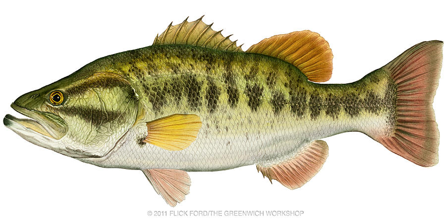 900x450 Largemouth Bass Painting By Flick Ford - Largemouth Bass Painting