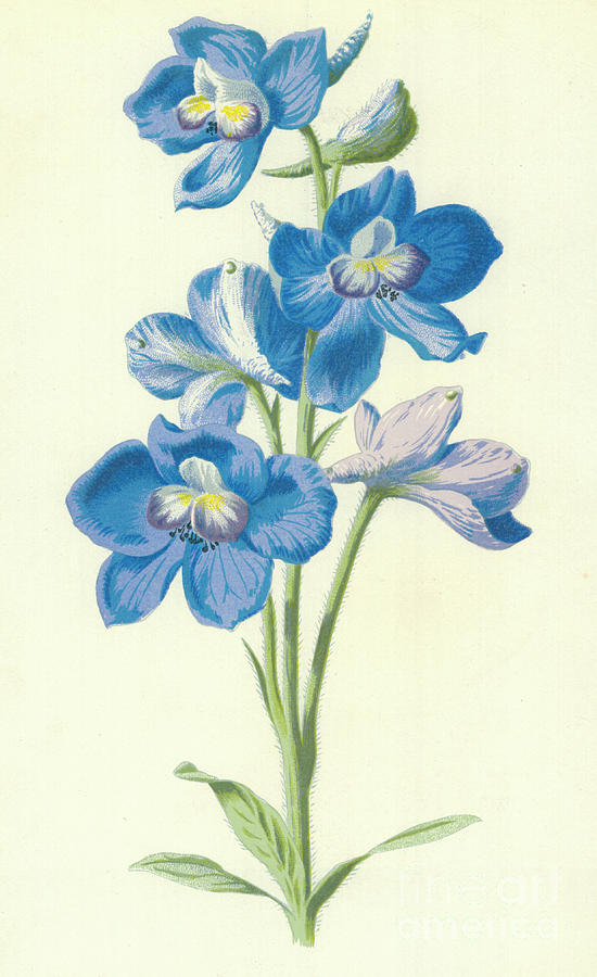 550x900 Larkspur Painting By Frederick Edward Hulme - Larkspur Painting