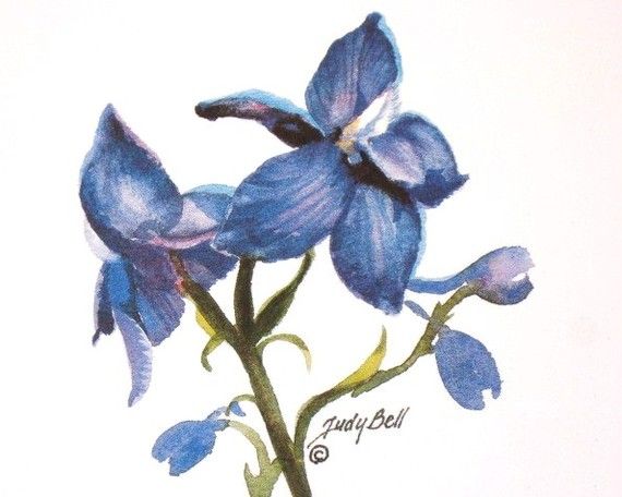 570x456 Blue Larkspur , Wildflower , Print Watercolor , Painting - Larkspur Painting