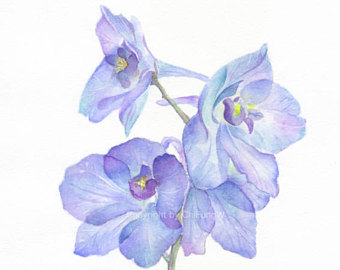 340x270 Fine Art Watercolor Painting Flower Portrait Purple Blue - Larkspur Painting