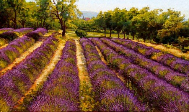 640x380 Provence Lavender Filed Oil Painting Caroline Zimmerman Lavender - Lavender Field Oil Painting