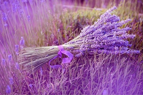 545x364 Lavender Field Spray Painting Framed Wall Decor - Lavender Field Oil Painting