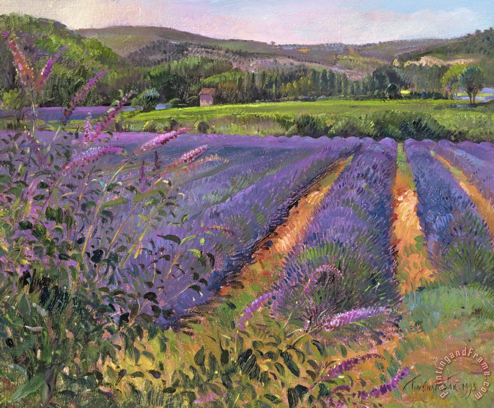960x794 Timothy Easton Buddleia And Lavender Field Montclus Painting - Lavender Field Painting