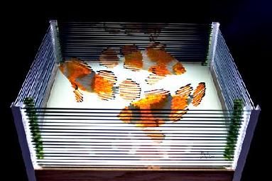 383x255 Glass Layered Fish Layershulme Layering And Glass Art - Layered Glass Painting