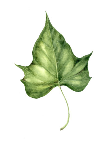 360x504 Day 5 Botanical Leaf Painting Challenge - Leaf Painting