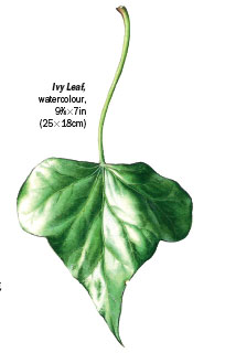 204x320 How To Paint Leaves In Watercolour - Leaf Painting