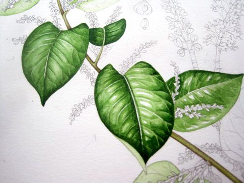 500x375 Lizzie Harper Watercolour Step 7 In Painting A Leaf Watercolor - Leaf Painting