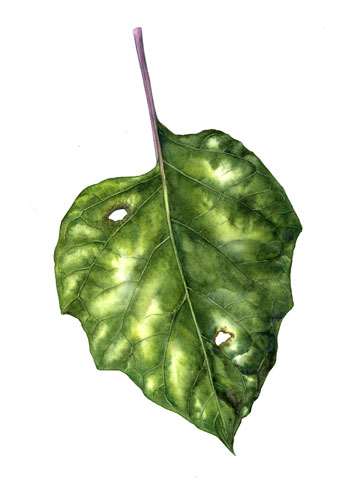 360x504 Day - Leaf Painting