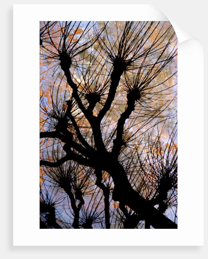 682x850 Leafless Tree Posters Amp Prints By Corbis - Leafless Tree Painting