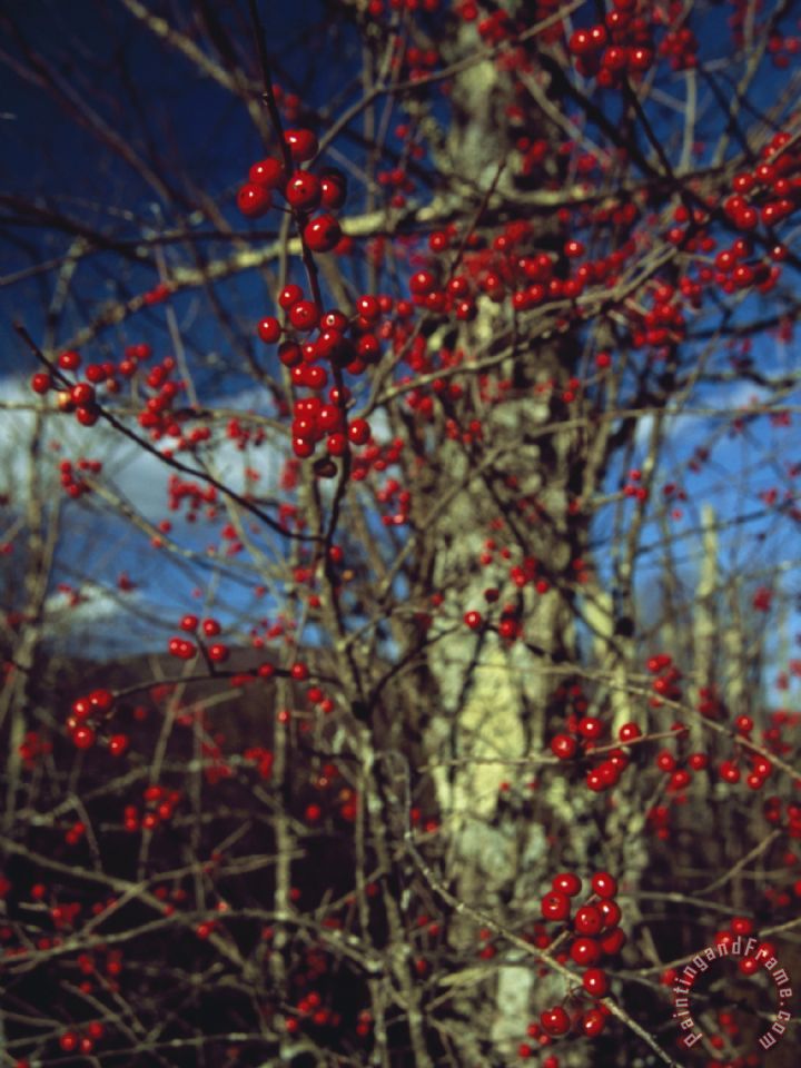 720x960 Raymond Gehman Red Serviceberries On Leafless Tree Branches - Leafless Tree Painting