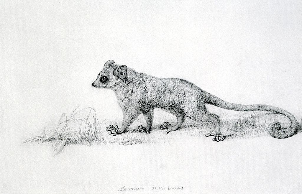 1024x658 Marmaduke Tunstalls Mouse Lemur Painting George Stubbs Oil Paintings - Lemur Painting