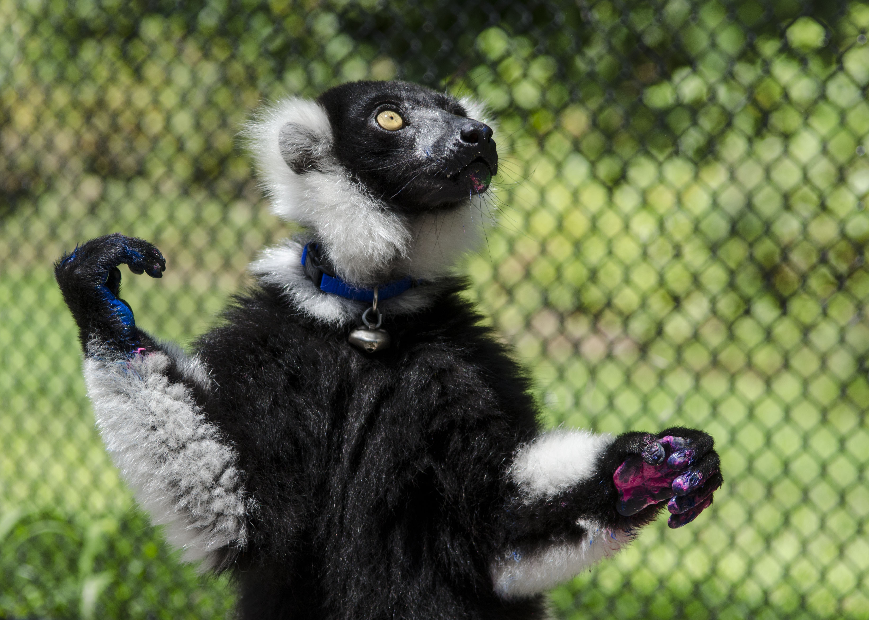 3670x2621 Premium Tours Duke Lemur Center - Lemur Painting