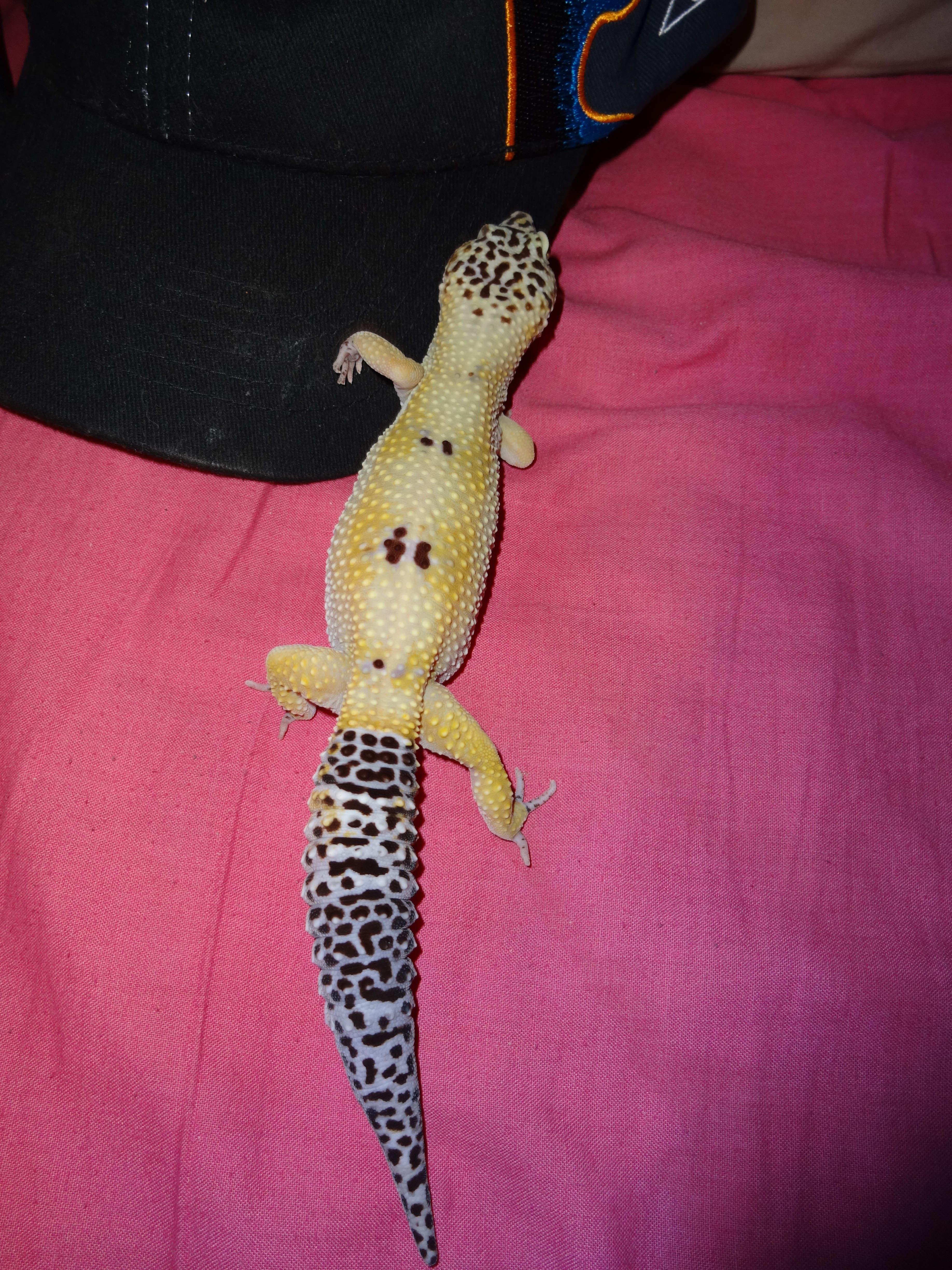 3672x4896 Leopard Gecko Morphspaint Jobs Reptile Blog - Leopard Gecko Painting