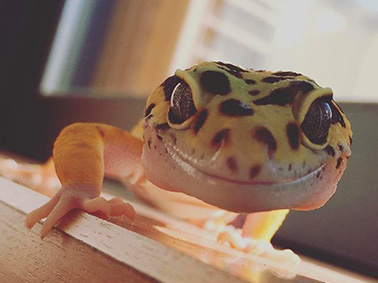 378x283 What To Do If Your Leopard Gecko Isn'T Eating - Leopard Gecko Painting