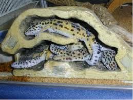 259x195 Leopard Gecko Painting - Leopard Gecko Painting