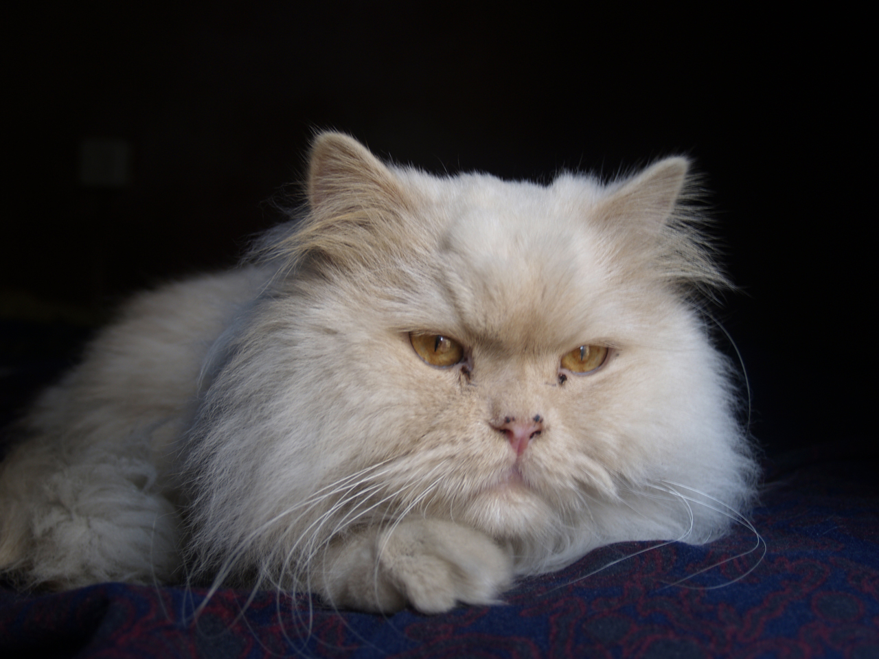 1280x960 Antoinette Letterman - Letterman Artist Painting