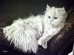 300x225 The Resting Cat' Oil Painting On Canvas By Letterman 5' X 4 - Letterman Painting On Canvas