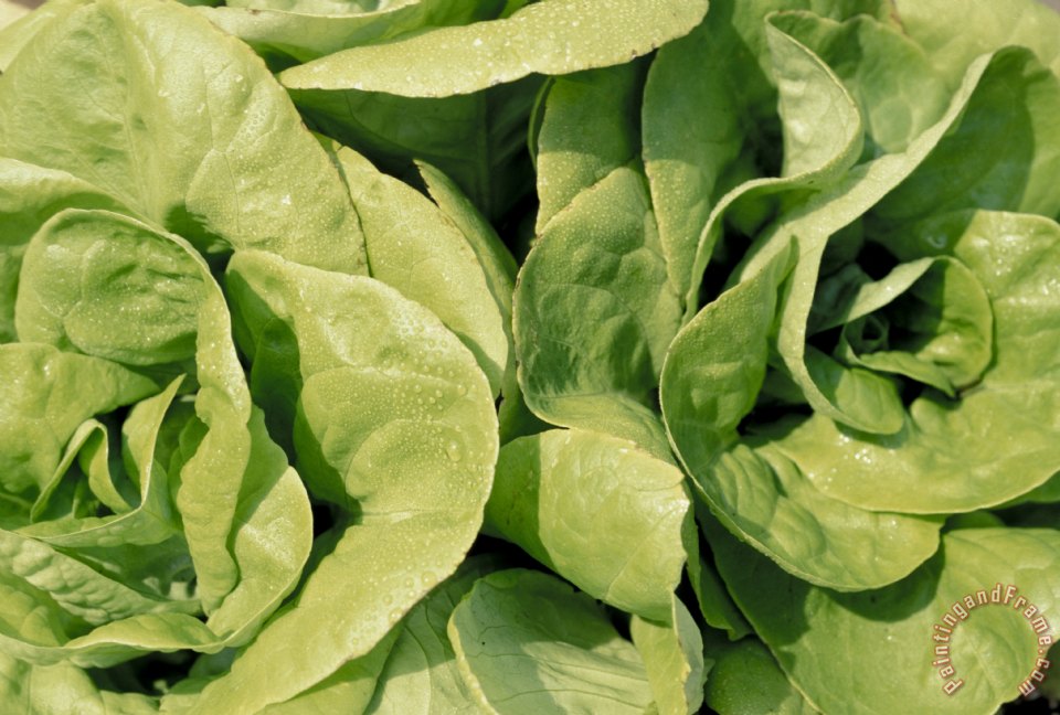 960x648 Others Closeup Of Boston Lettuce Painting - Lettuce Painting