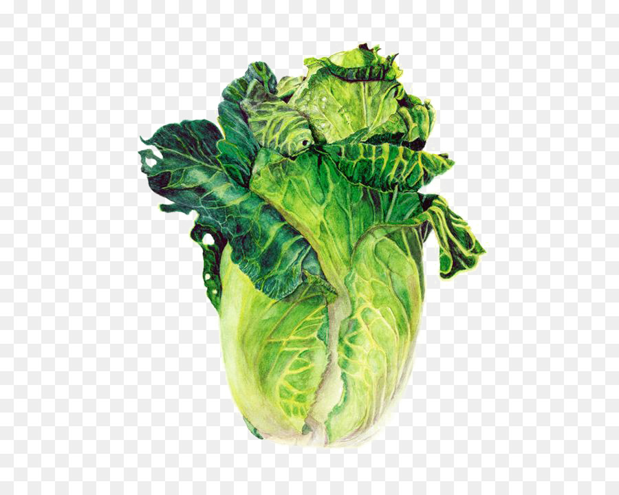 900x720 Watercolor Painting Vegetable Drawing Farmers Market - Lettuce Painting