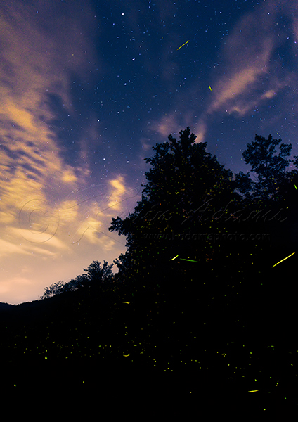 424x600 Night Photography Digital After Dark Blog Archive - Lightning Bug Painting