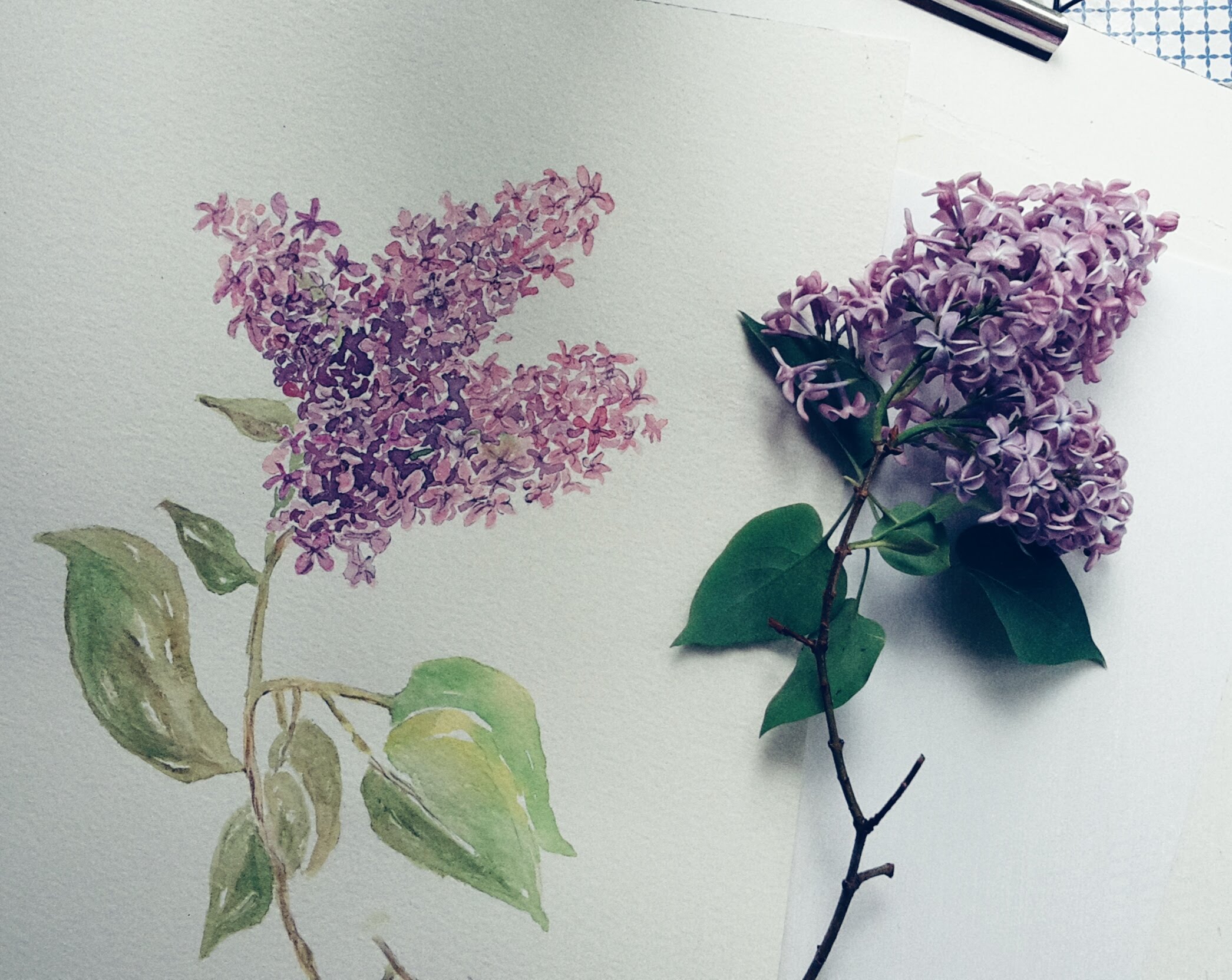 2091x1663 Painting A Lilac In Watercolour - Lilac Painting