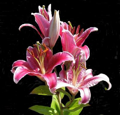 400x384 Lily Pictures To Paint By. - Lillies Painting