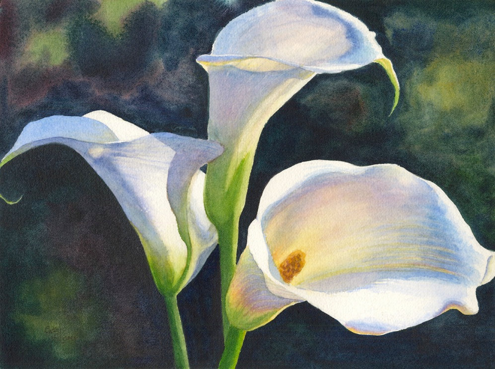 997x744 Calla Lilies Watercolor Painting Print By Cathy Hillegas - Lillies Painting