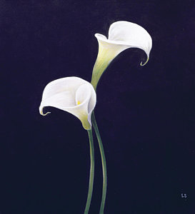273x300 White Lily Flower Paintings Fine Art America - Lily Flower Painting