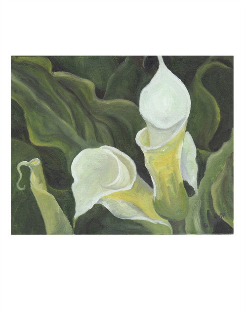 498x633 White Calla Lily Original Oil Painting By Gail M Austin - Lily Oil Painting