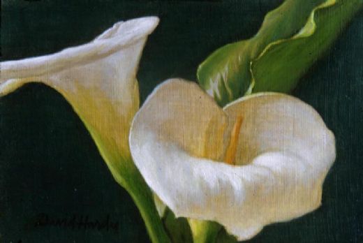 520x348 David Hardy Calla Lily Duo Oil Paintings - Lily Oil Painting