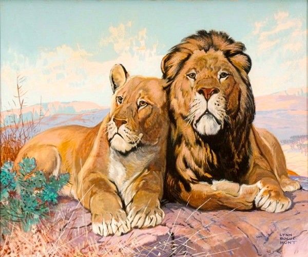 600x500 Lion And Lioness, The Saturday Evening Post Cover Lynne Bouge - Lion And Lioness Painting