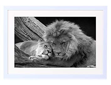355x271 Lion And Lioness Relaxing - Lion And Lioness Painting
