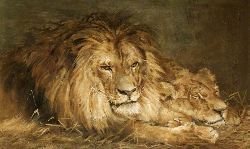 800x478 Repose (Lion And Lioness) Art Uk - Lion And Lioness Painting