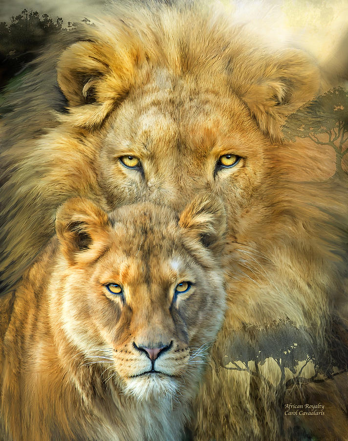 712x900 Lion And Lioness African Royalty Mixed Media By Carol Cavalaris - Lion And Lioness Painting