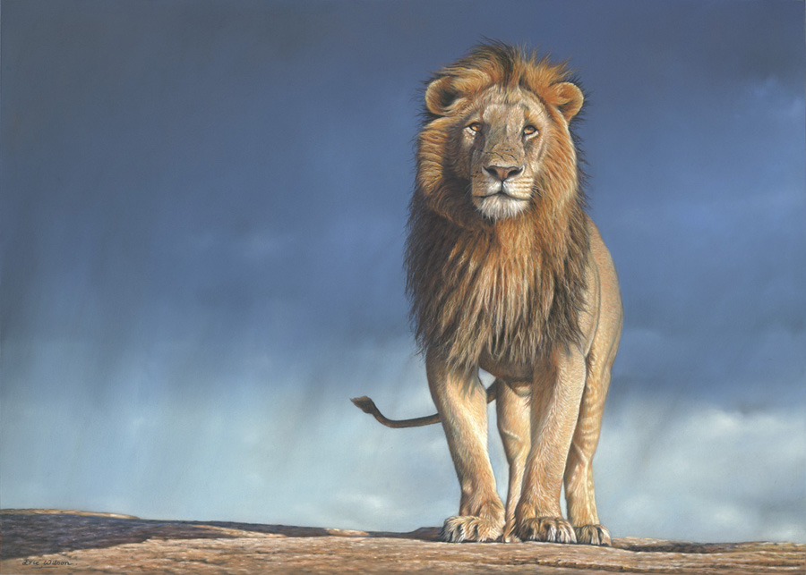 900x643 Eric Wilson Wildlife Artist Lion Paintings - Lion Art Painting