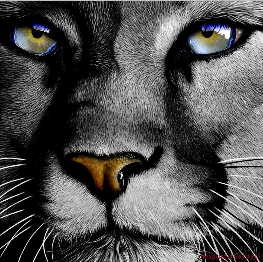 864x862 Pin By Amy Stroop On Animals Lions And Animal - Lion Eyes Painting