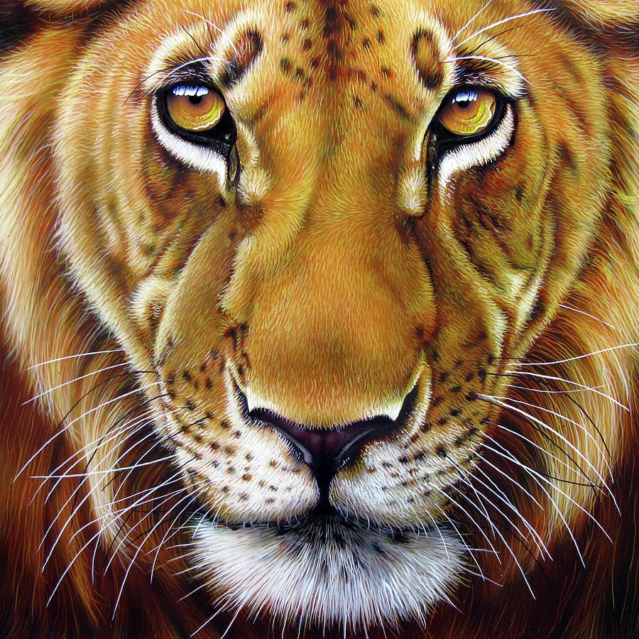 900x900 The Depth In This Lions Eyes Seem To Show The Depth Of Feelings - Lion Eyes Painting