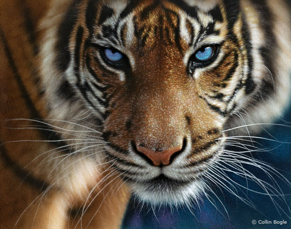 600x472 Big Cat Paintings, Wild Cat Art Prints, Tiger, Lion, Snow Leopard - Lion Eyes Painting