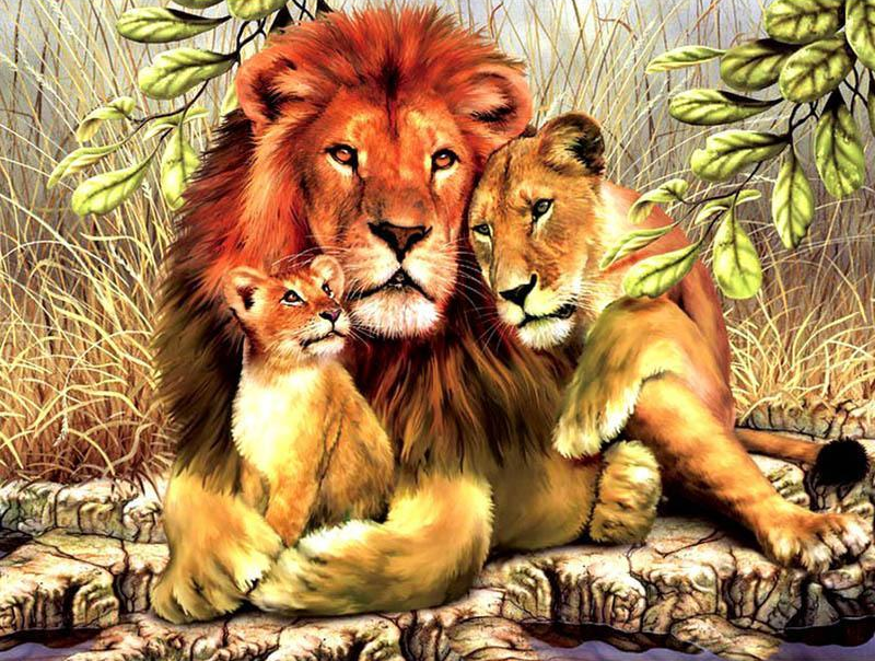 800x604 Lion Family 5d Square Diamond Painting Pretty Neat Creative - Lion Family Painting