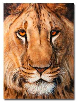 263x349 A Lion Painting I Did A While Ago, Hope You Like It Www - Lion Oil Painting